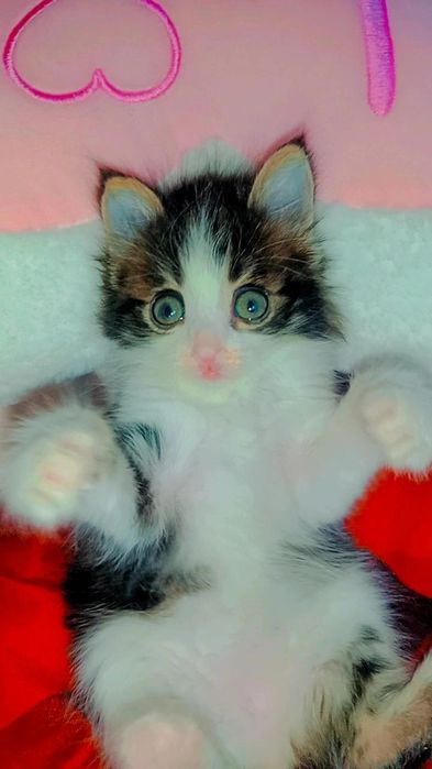 Котятки в поисках семьи