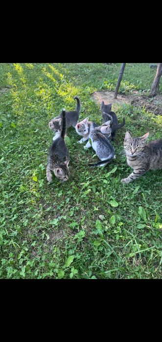 Se oferă spre adopție