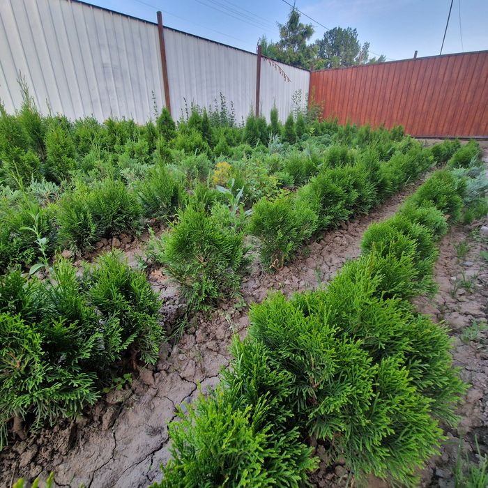 Озелини свой двор