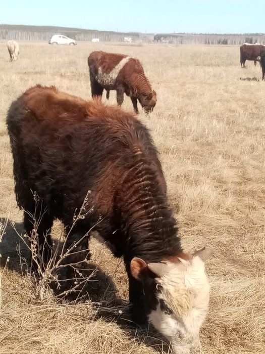 Продам  бычков на доращивание