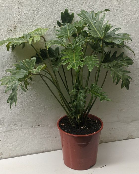 Филодендрон Ксанаду Xanadu. Экзотические цветы для дома и офиса.