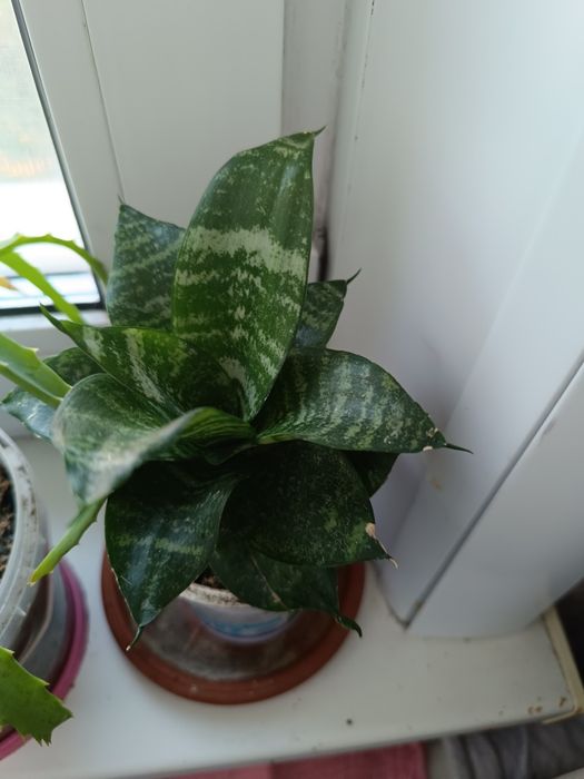 Продам комнатные растения