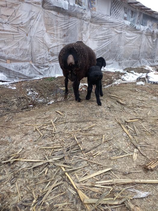 Ona bola sovliqlar sotiladi