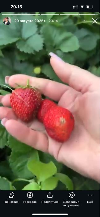 Клубника саженцы