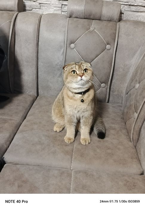 Продается  шатланский   катенок