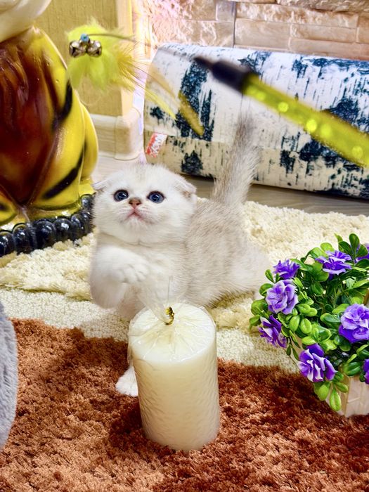 Шотланский Скоттиш Фолд! Колорная шиншилла!