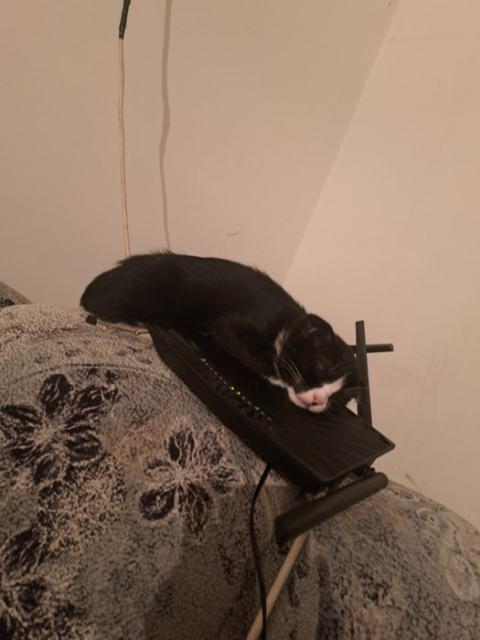 Отдам 2 котят. Девочка и мальчик