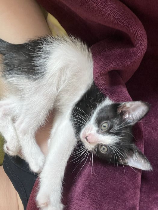 котёнок 2 месяца мальчик.