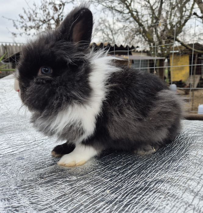 Iepuri cap de leu-mascul