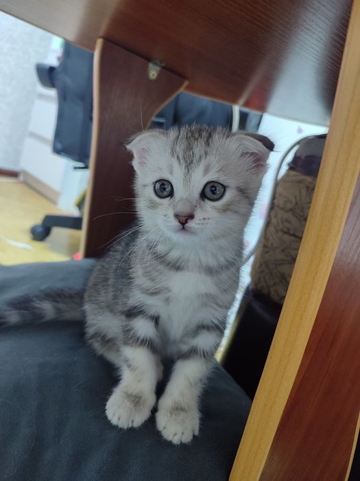Продам котенка скотиш фолд