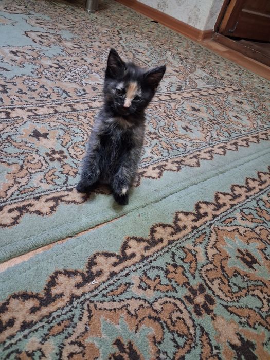 Отдам котят в добрые руки
