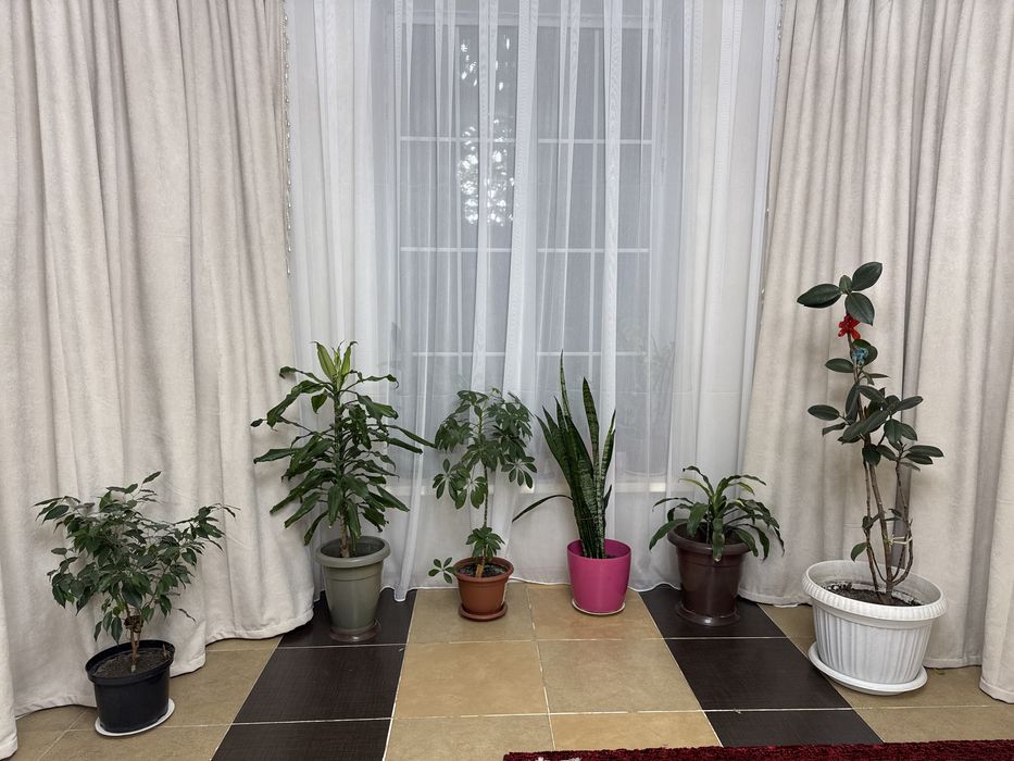 Цветы комнатные растения