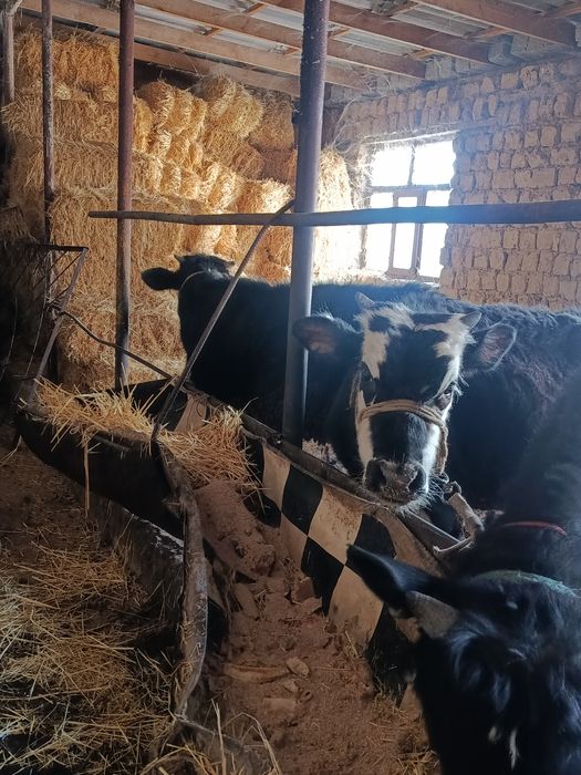 Буқалар сатылады