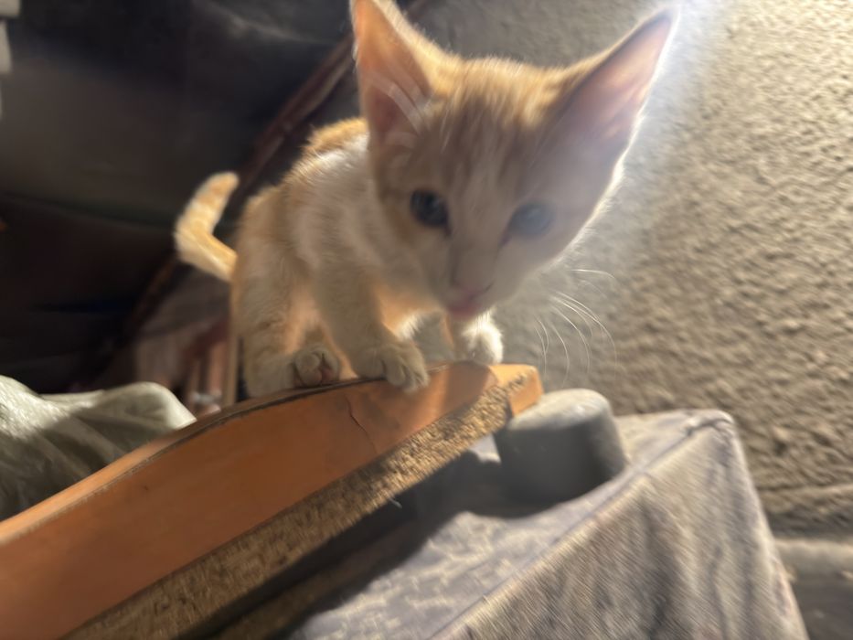 котенок бесплатно