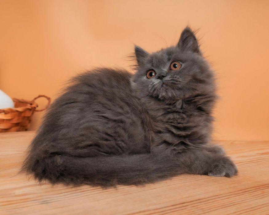 Длиношерстный британский котенок