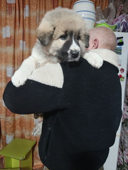 Продам щенка кавказской овчарки!