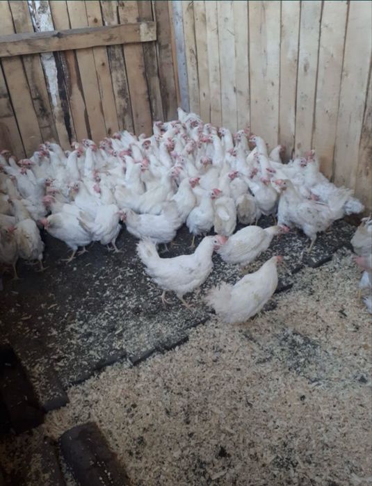 Продам несушек курей