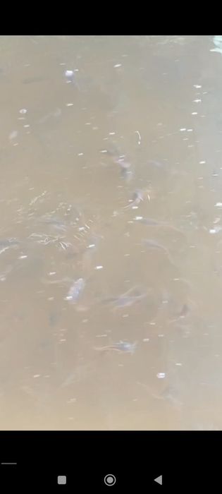 Afrika laqqasi sotiladi 10 sm dan 20 sm gacha kisloroddan chiqqan