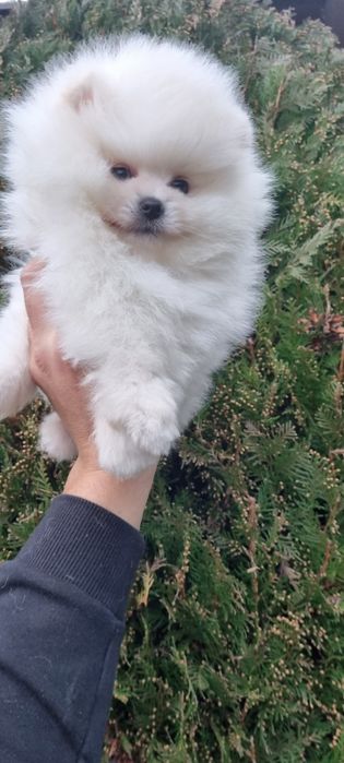 Померан померанче