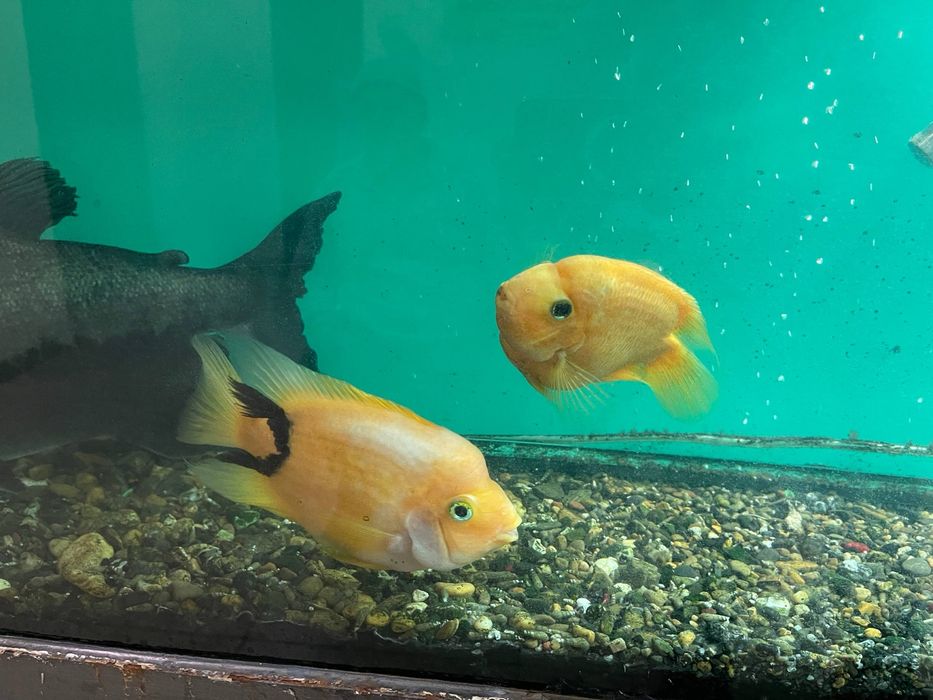 Аквариум учун балик