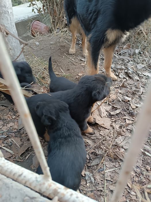 Срочно продам щенков овчарка