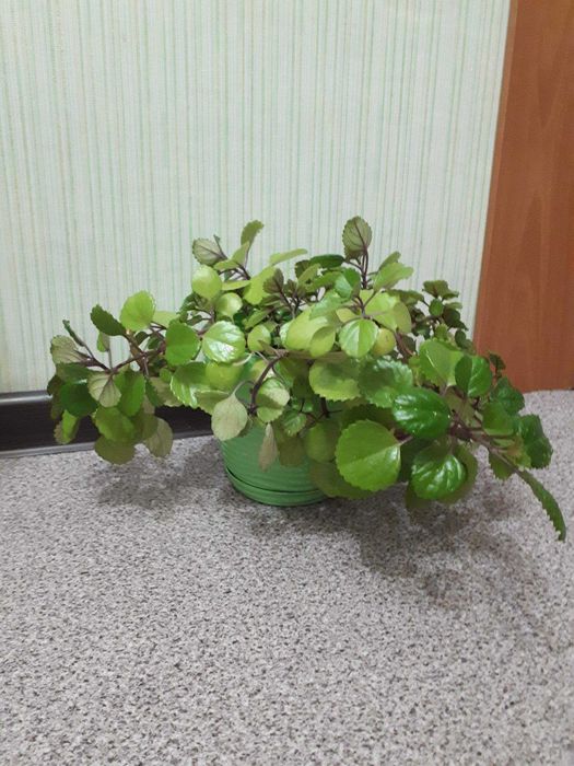 комнатные цветы плектрантус ("шведский плющ")