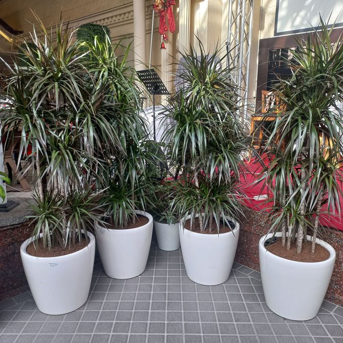 Оформление растениями и цветами. Цветы растения для офиса ресторанов