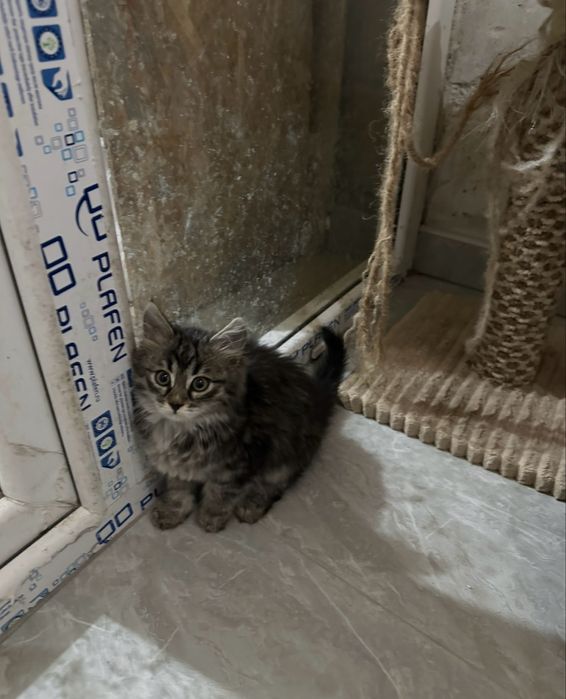 Котята ищут своих хозяев