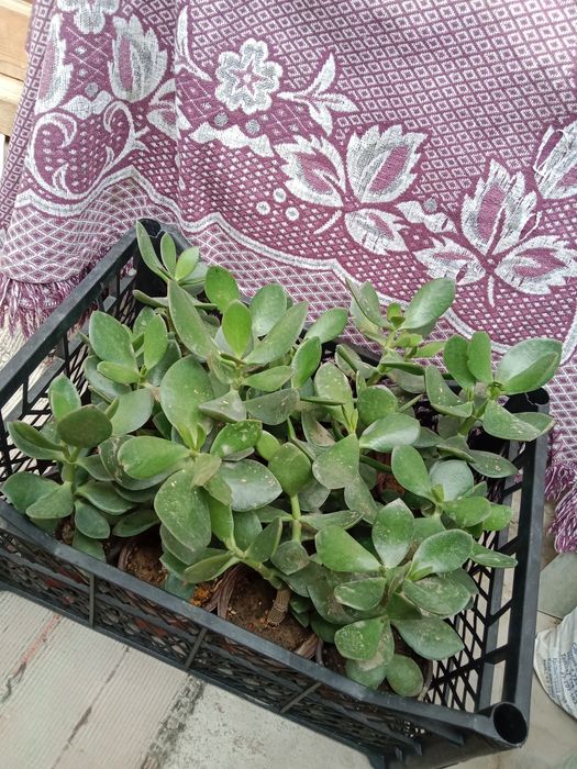 Денежный цветок, ПО 700