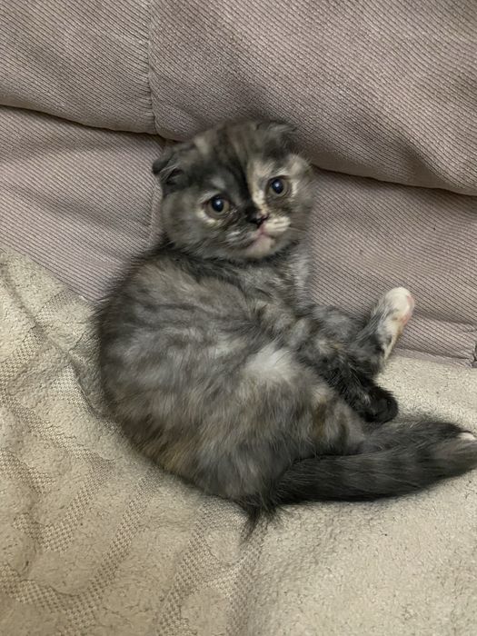 Котята шотландские вислоухие