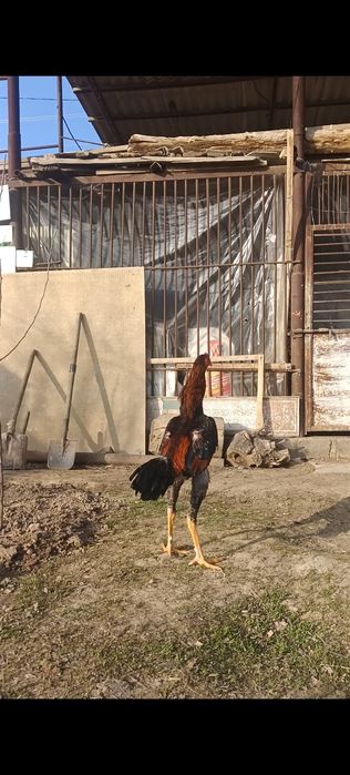 Дакан Китай корейц