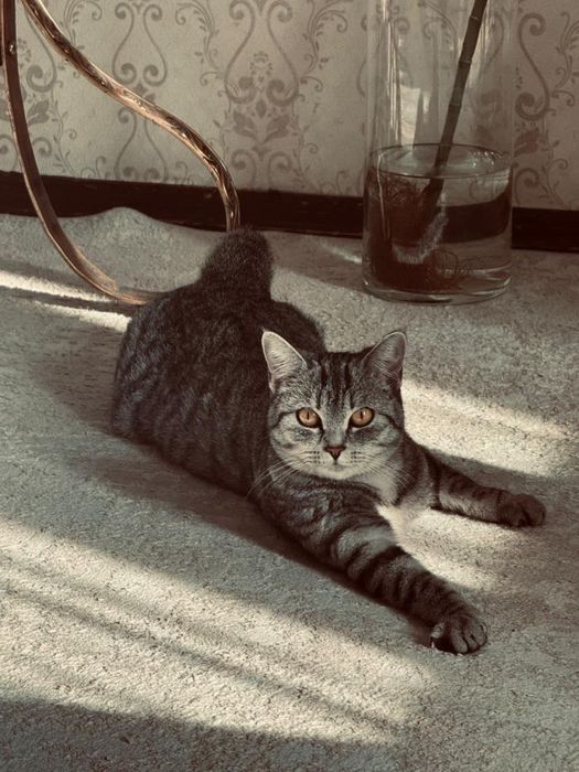 Кошка британская полосатая
