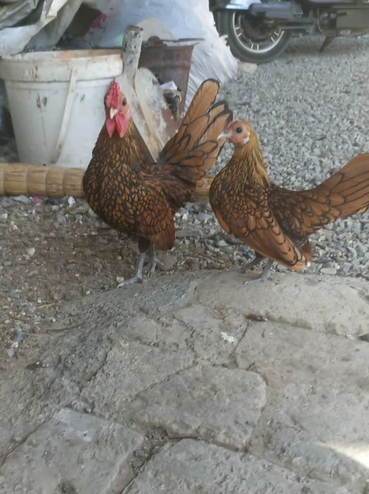 Dekarativ Yaponlar sotiladi