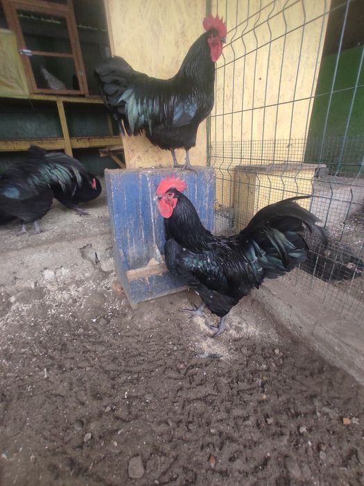 Australorp negru