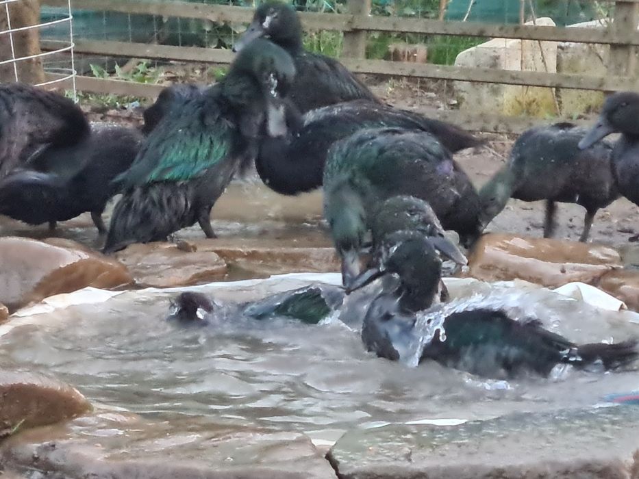 Rațe Cayuga pereche