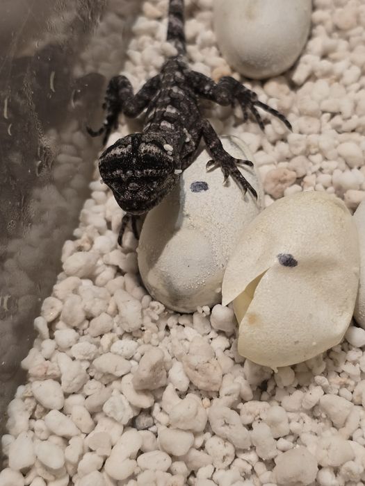 Chlamydosaurus kingii/ frilled dragon