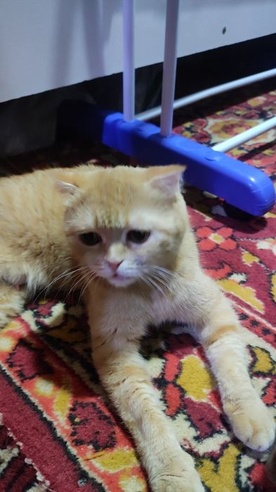 Отдам даром кошку и катёнка