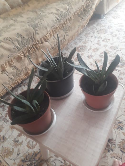 Продам комнатные цветы