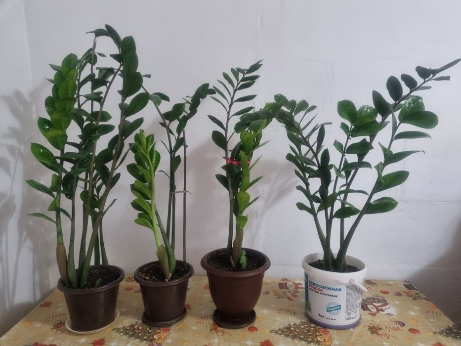 Цветы комнатные.