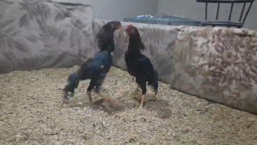 Дакан бойцовая птица