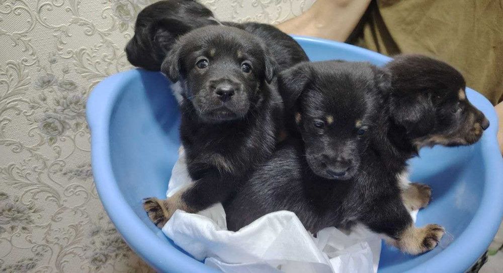 Отдам в добрые руки! Щенки средней породы / Kuchuk bor