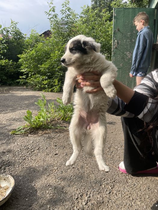 Отдам щенят в добрые руки