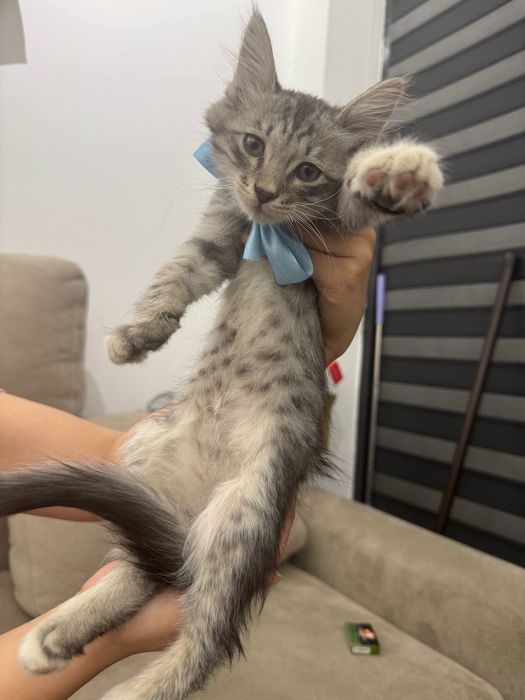 Маленький котенок ищет добрые руки