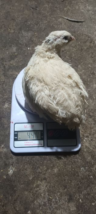 Bedona belli gigant zoti qoni toza 500 550 gramlik Maskuvadan op kegan