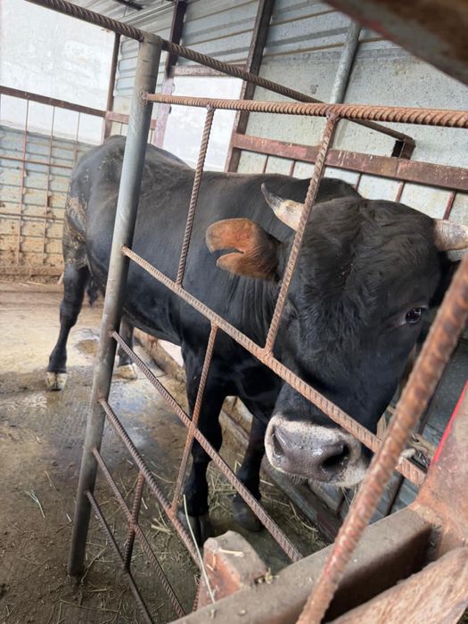 Продам бычков в количестве 3 быка