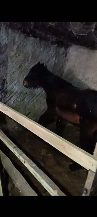 Продам жеребят годовалых.