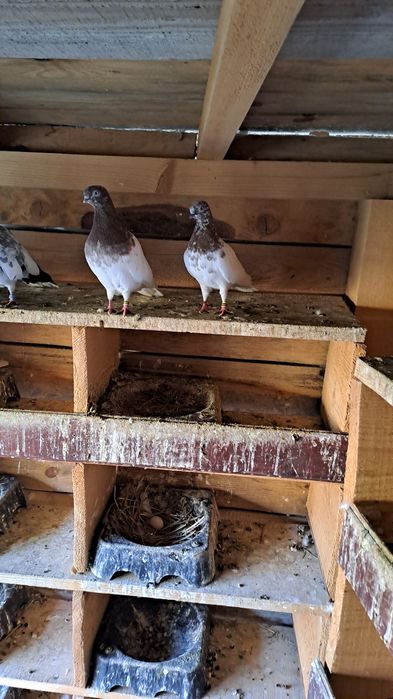 Будапещенски Унгарци