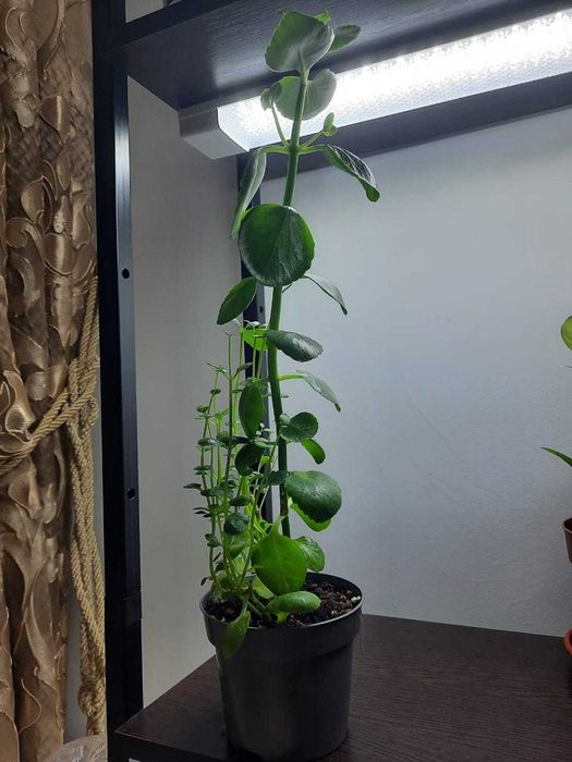 Каланхое (семейство толстянковое)