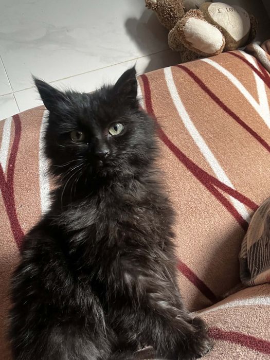 Pisică mascul – Matis – blană lungă neagră
