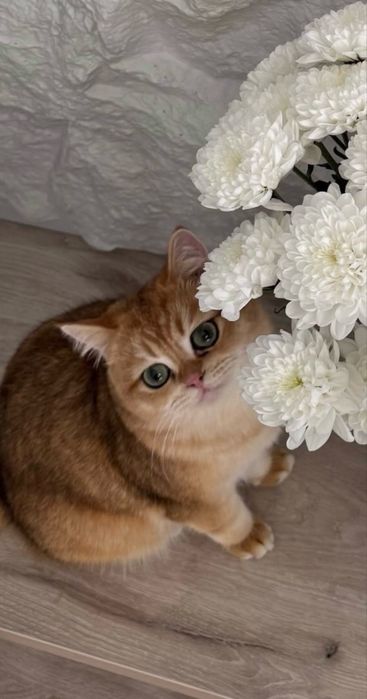 Котятa золoтыe шиншиллы для вас!